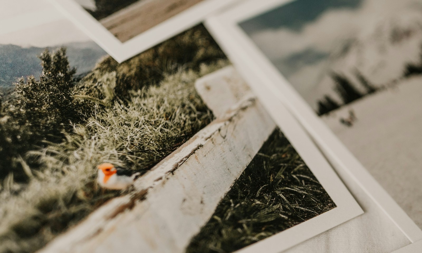 Odbitki zdjęć wydrukowane na matowym papierze fotograficznym